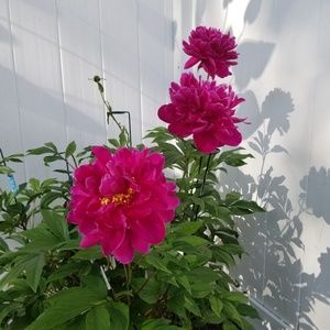 Meet your Posher, Tami